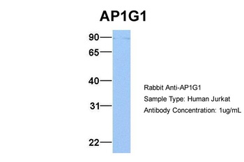 AP1G1 Antibody