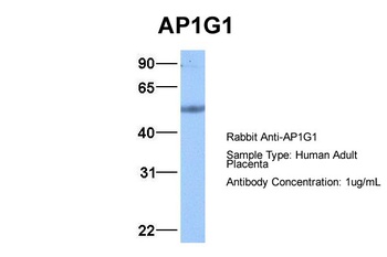 AP1G1 Antibody