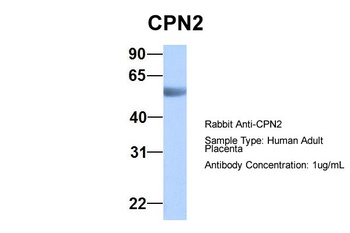 CPN2 Antibody
