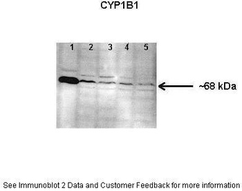 CYP1B1 Antibody