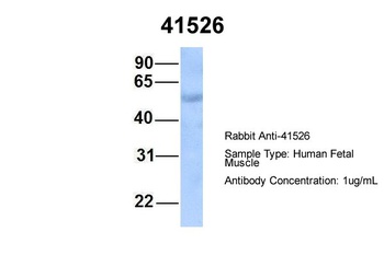 Septin 9 Antibody