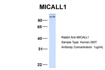 MICALL1 Antibody