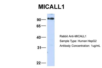 MICALL1 Antibody