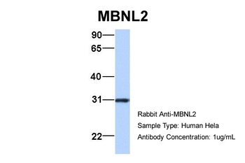 MBNL2 Antibody