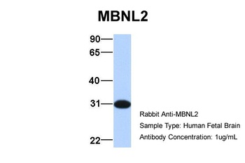 MBNL2 Antibody