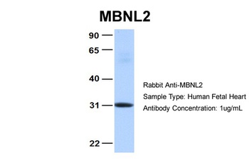 MBNL2 Antibody