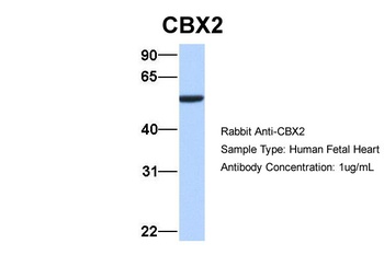 CBX2 Antibody