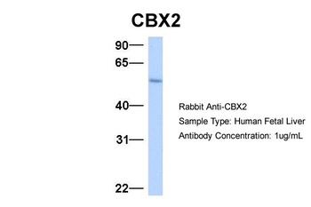CBX2 Antibody