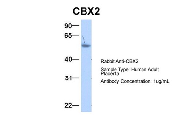 CBX2 Antibody