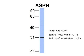 ASPH Antibody