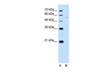 RSRC2 Antibody