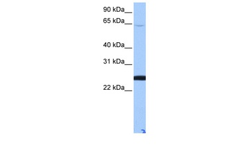 LOC344065 Antibody