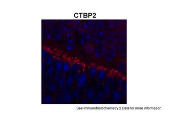 CTBP2 Antibody