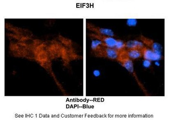 EIF3H Antibody