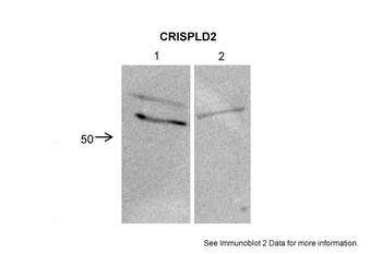 CRISPLD2 Antibody