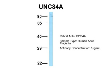 UNC84A Antibody