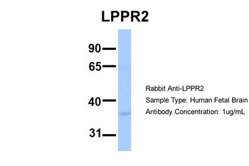 LPPR2 Antibody