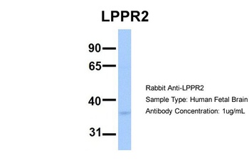 LPPR2 Antibody