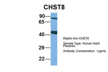 CHST8 Antibody