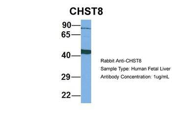 CHST8 Antibody