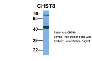 CHST8 Antibody