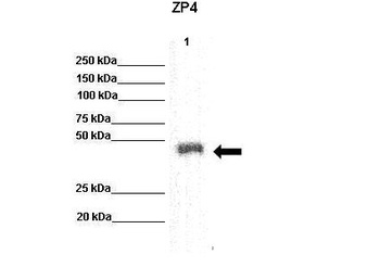 ZP4 Antibody