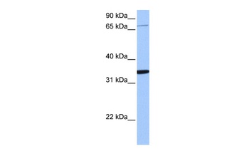 PCDHA10 Antibody