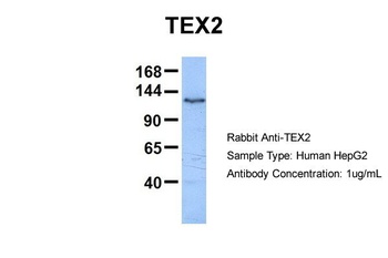 TEX2 Antibody