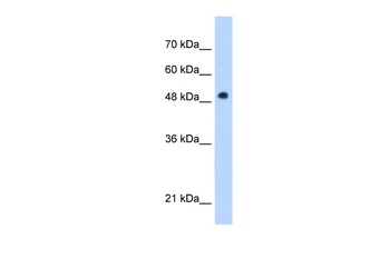 PNPLA3 Antibody