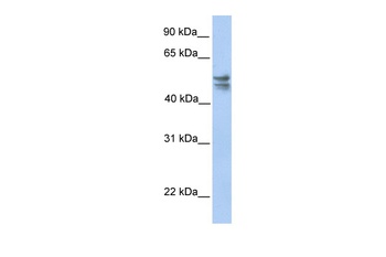 TRMU Antibody