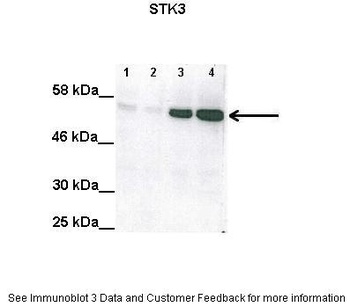 STK3 Antibody