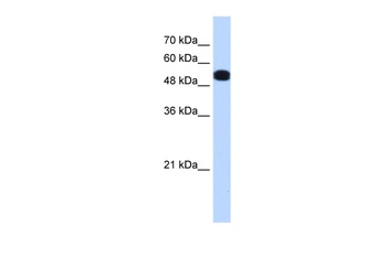 UGP2 Antibody
