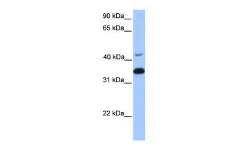 GNB2 Antibody