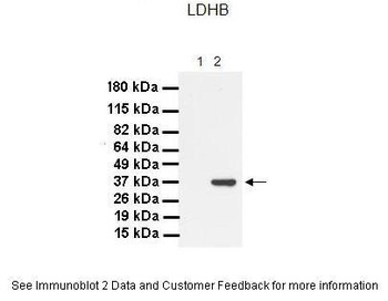 LDHB Antibody
