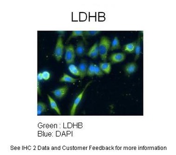 LDHB Antibody