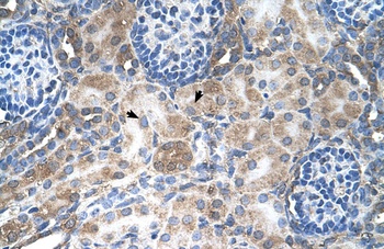 lab Antibody