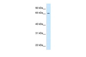 prd Antibody