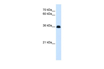 eve Antibody