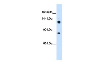 hb Antibody