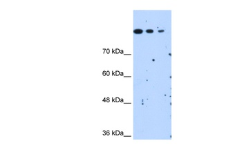 SETD2 Antibody