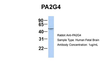 PA2G4 Antibody