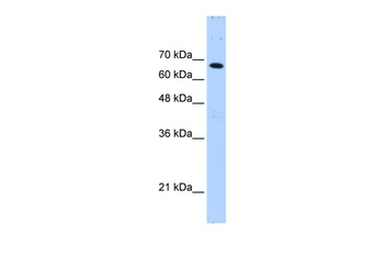 FBXW7 Antibody