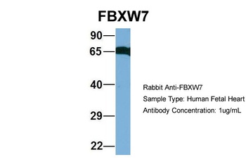FBXW7 Antibody