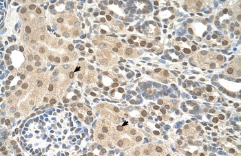 TMEM30A Antibody