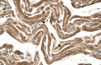 FICD Antibody