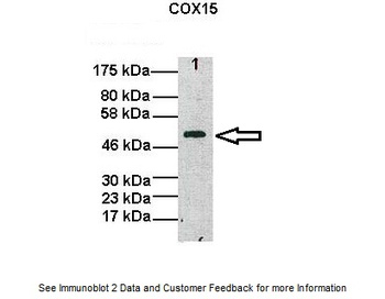 COX15 Antibody