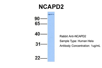 NCAPD2 Antibody