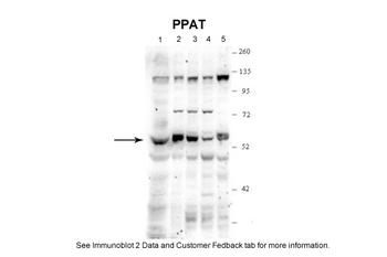 PPAT Antibody