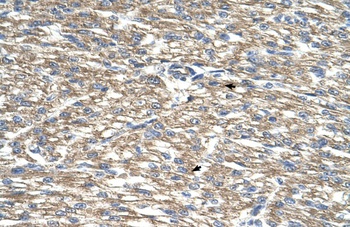 TCP10L Antibody
