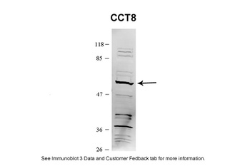 CCT8 Antibody